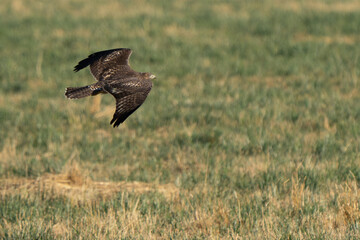 Beautiful Young Red-Tailed Hawk in Flight