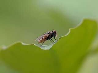 house fly on a leaf with a blurred background