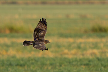 Beautiful Young Red-Tailed Hawk in Flight