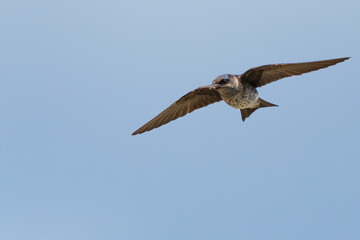 Iridescent Purple Martins Near Their Nesting Box