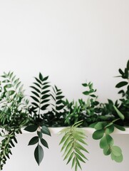 Naklejka premium A collection of green leaves arranged on a white surface, emphasizing natural beauty.