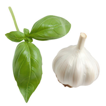 A fresh green basil leaf next to a garlic clove