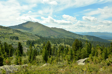Overgrown with coniferous forest, a gentle slope of a high mountain range under a summer cloudy sky.