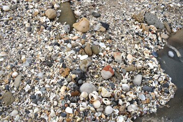 Rocks, Shells and Pebbles on the Beach