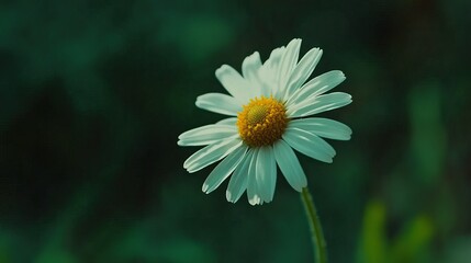 Single Daisy in Bloom