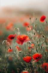 Obraz premium Close-up of vibrant red poppies blooming in a tranquil meadow with a soft, misty background, capturing the essence of nature's beauty.
