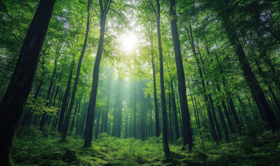 Sunlight beams through dense canopy of lush green forest, creating sense of serenity and wonder