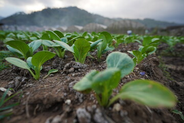 Young green vegetable plants growing on fertile soil with a mountain backdrop, symbolizing sustainable farming and the beauty of rural agriculture in harmony with nature
