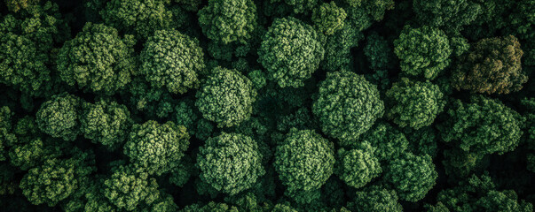 A forest with many trees and a lot of green. The trees are very close together and the leaves are very green