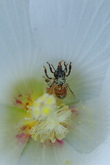 フヨウの花の蜜を吸うコミツバチ