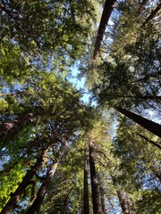 tree canopy view from below
