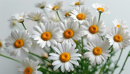 Fototapeta premium Daisies on a white background