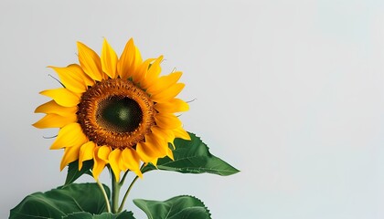 Obraz premium Sunflower on a white background