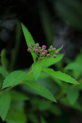 咲き始めたシモツケの花