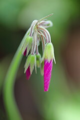 幻想的なオキザリスの花のつぼみ