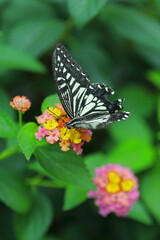 ランタナの花にとまるアゲハチョウ
