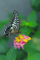 Obraz premium ランタナの花の蜜を吸うアゲハチョウ