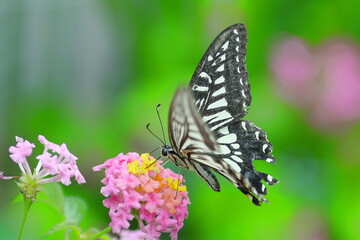 ランタナの花にとまるアゲハチョウ