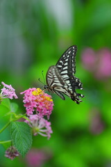 ランタナの蜜を吸うアゲハチョウ