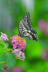 ランタナの蜜を吸うアゲハチョウ