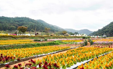화순 고인돌공원 가을꽃 축제장의 다채로운 꽃밭