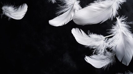 Obraz premium White Feathers on Black Background