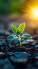 The seedlings grow from fertile soil and the morning sun shines