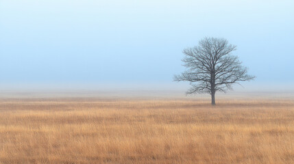 Fototapeta premium A tree stands alone in a field of tall grass. The sky is overcast and the air is cool and damp. The scene is quiet and peaceful, with the tree providing a sense of solitude and calm