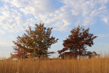 Pin oak trees in autumn with fall colors in a field with brown grass at Linne Woods in Morton Grove, Illinois