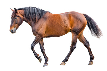 Obraz premium Side view of walking Horse