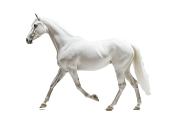 Side view of walking Horse