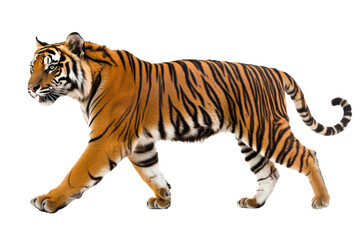 Fototapeta premium Side view of walking Tiger