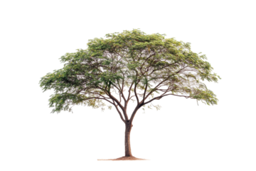 PNG image of Single tree