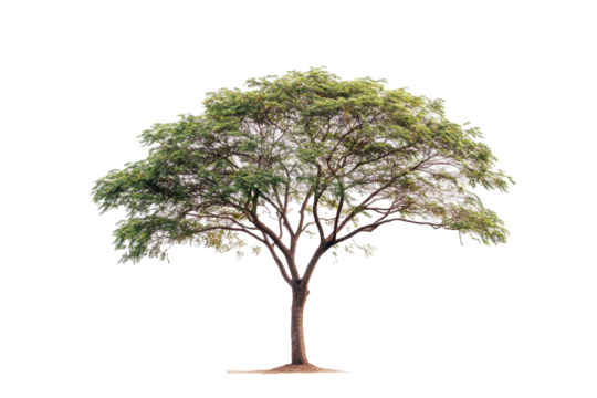 PNG image of Single tree