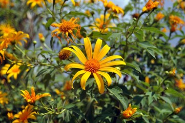 yellow flowers in the garden