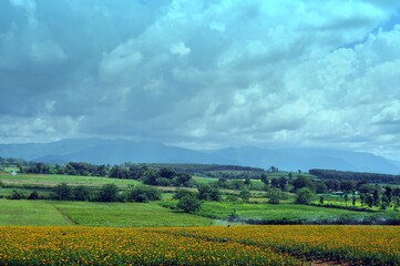 landscape with field