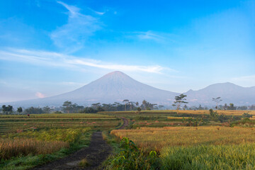 Obraz premium Majestic mountain seen from rice fields under morning light, a serene countryside landscape