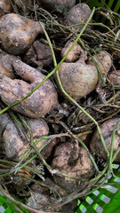 jicama tubers with creeping stems