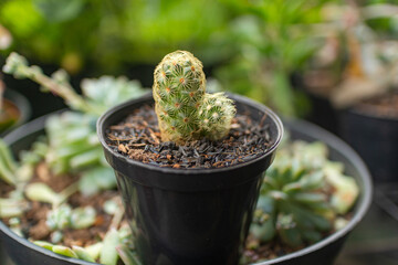 Close up of a fuzzy cactus with small spines in a black pot, suitable for indoor decor themes.