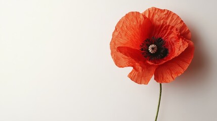 Obraz premium Bright Red Poppy Flower on Minimalist White Background