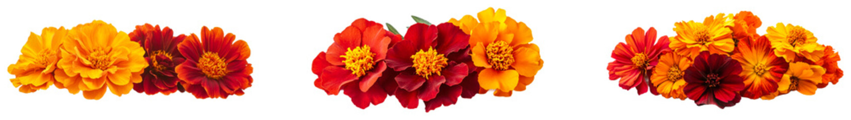 Bright marigold blossoms arranged together in vibrant colors. Set of png on transparent background