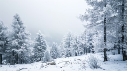 snow covered trees misty landscape