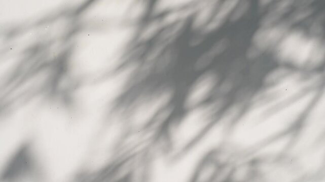 Abstract silhouette moving glare shadows of tree leaves reflection of sunlight on white wall. Transparent blurred bokeh of nature background round plants leaf.