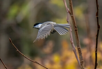 Chickadee in flight