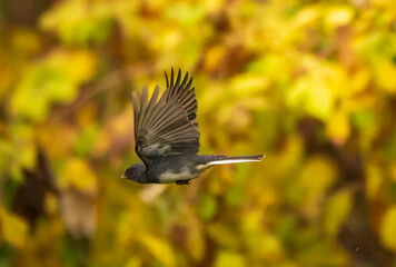 Junco in flight