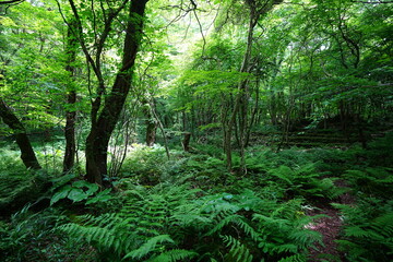 dense wild forest in spring