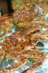 live red king crab in the water.