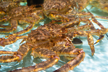 live red king crab in the water.