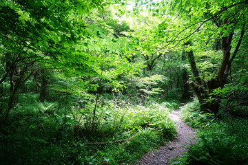 fine spring path in the gleaming sunlight