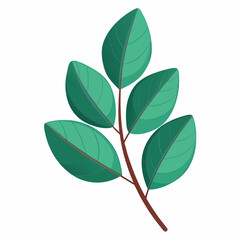 eucalyptus leaf